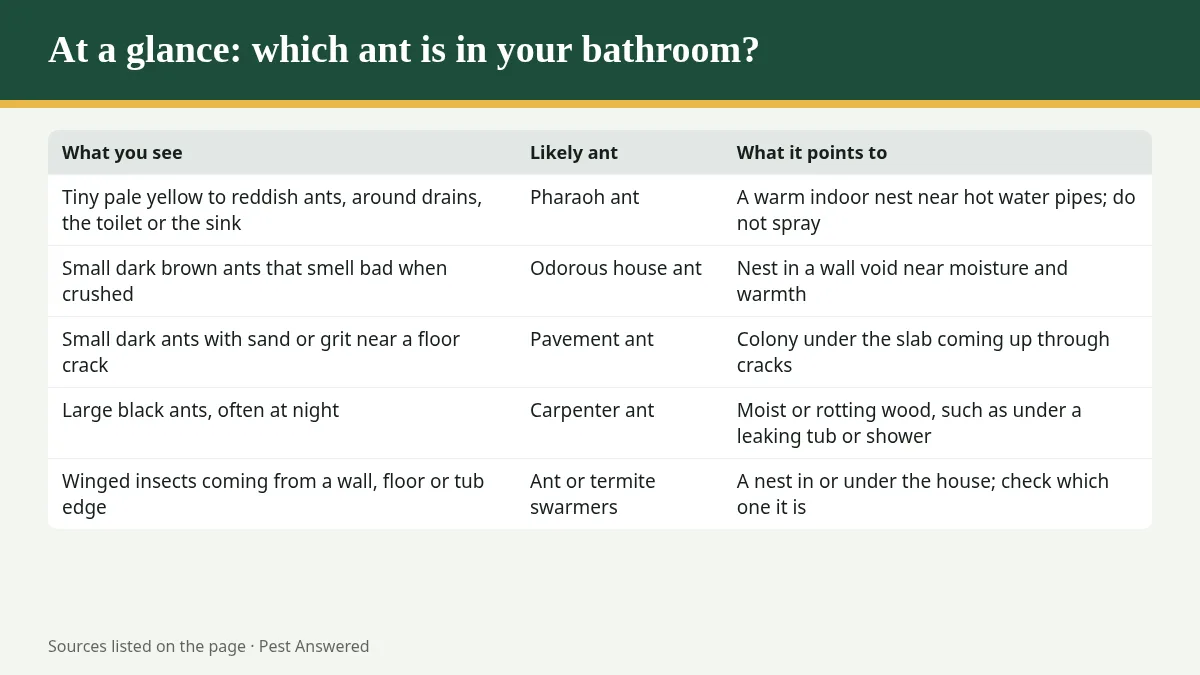 Summary graphic: Why Are There Ants Only in My Bathroom? What It Usually Means
