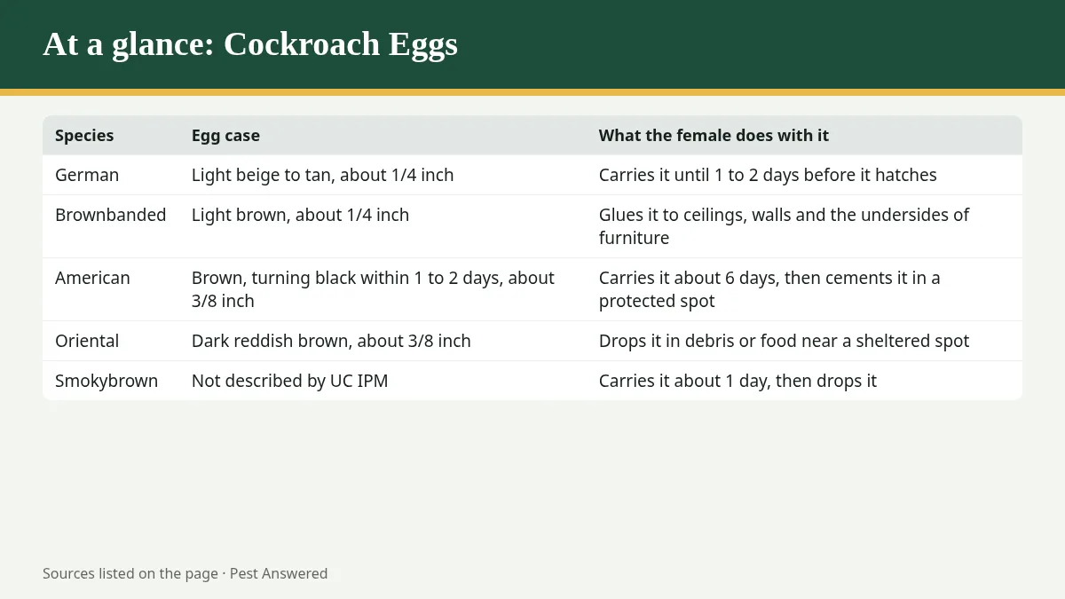 Summary graphic: Cockroach Eggs: What They Look Like, Where They Hide, and How to Get Rid of Them