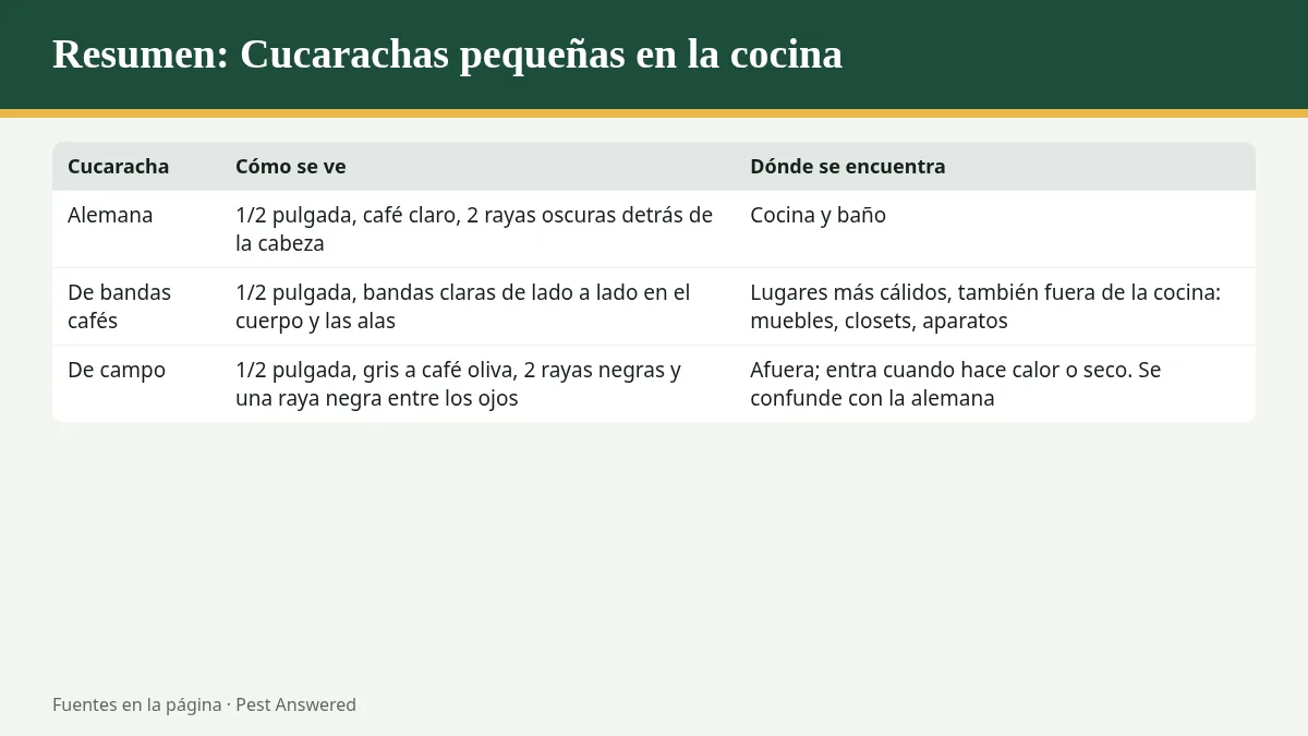 Resumen visual: Cucarachas pequeñas en la cocina: cómo saber si es la cucaracha alemana