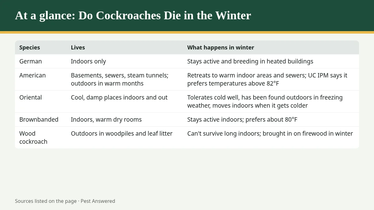 Summary graphic: Do Cockroaches Die in the Winter? Indoor Roaches Don't. Here's What Changes