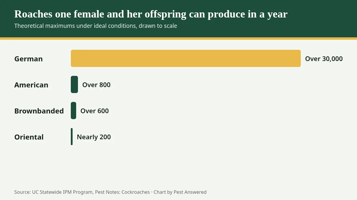 Bar chart comparing the yearly reproductive potential of German, American, brownbanded and oriental cockroaches
