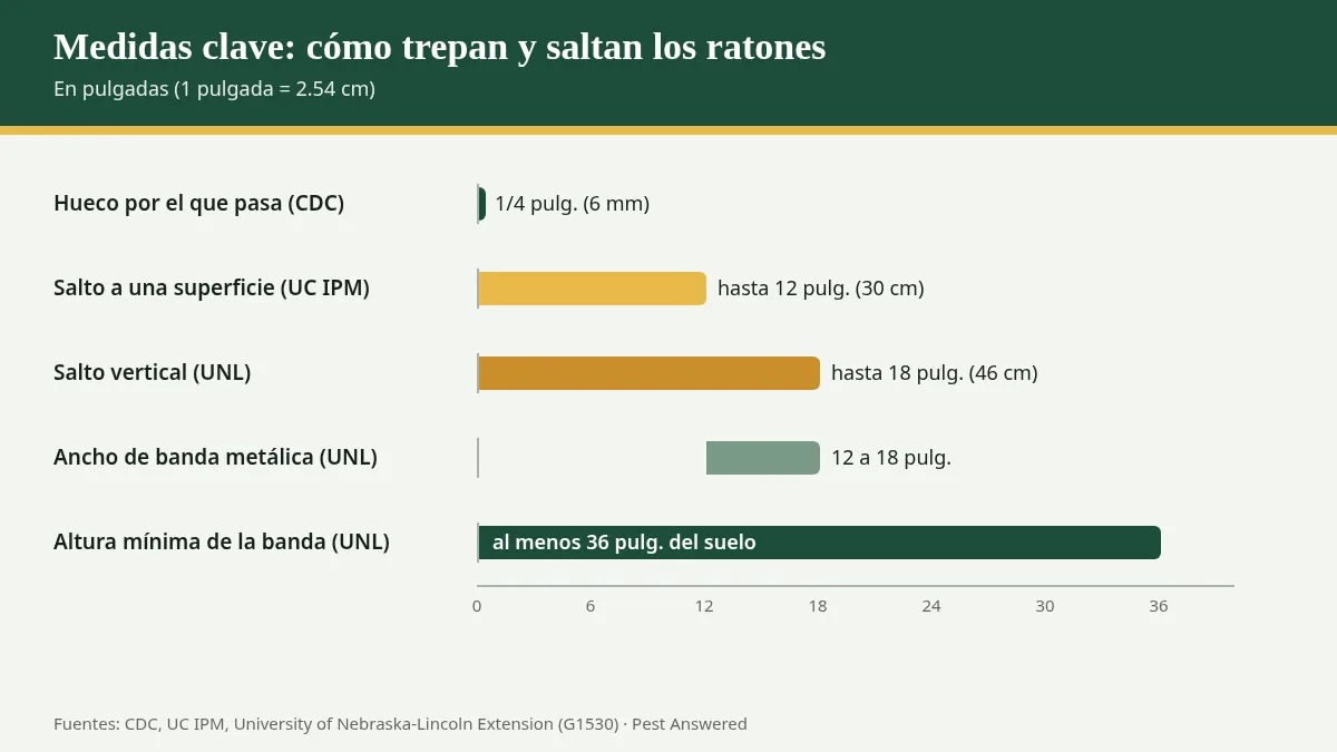 Gráfico: medidas clave de cómo trepan y saltan los ratones, en pulgadas