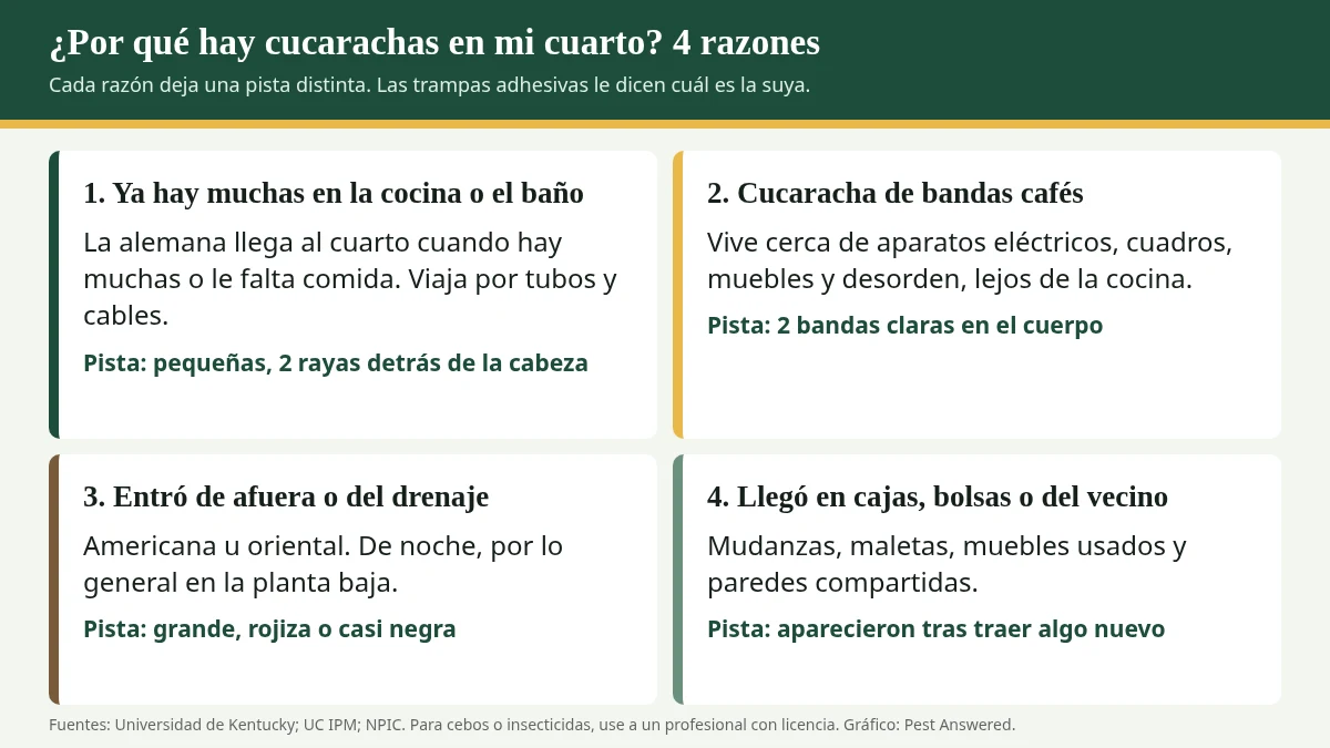 Resumen visual: ¿Por qué hay cucarachas en mi cuarto? 4 razones y cómo saber cuál es la suya