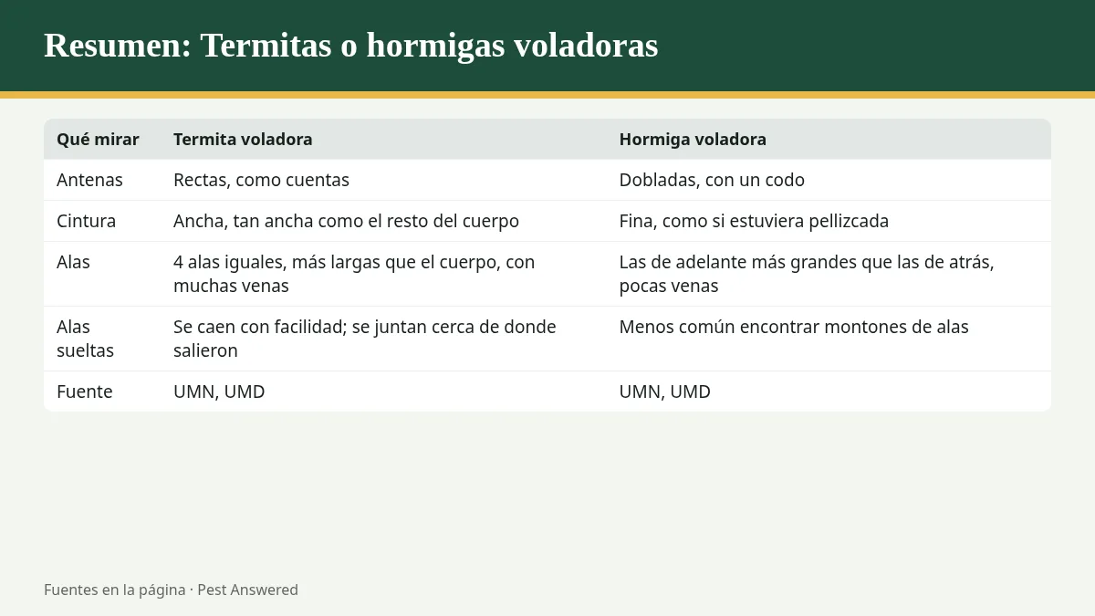 Resumen visual: ¿Termitas o hormigas voladoras? Cómo diferenciarlas en un minuto