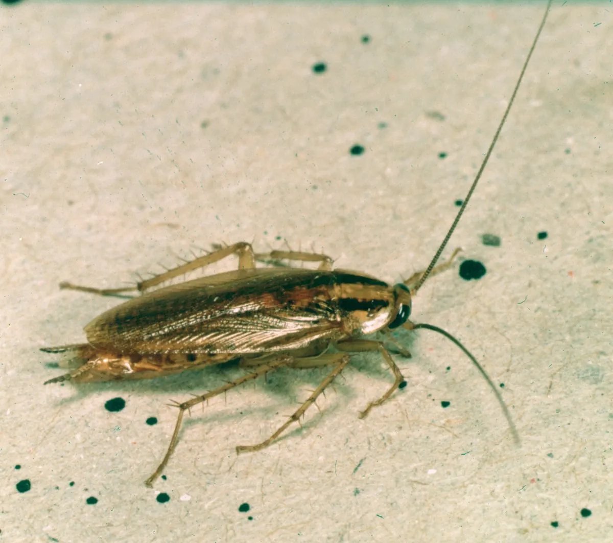 Adult German cockroach with two dark stripes behind its head, on a light surface