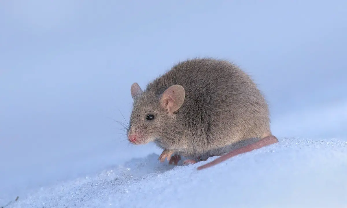 Adult house mouse with a small head, big ears and a slender body