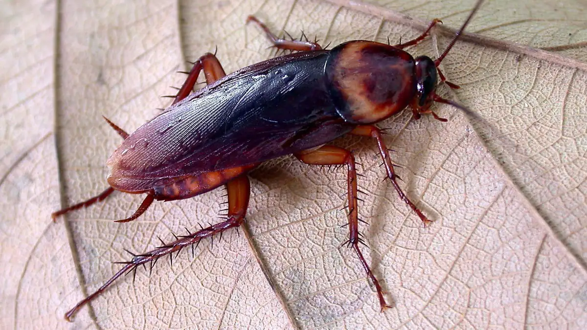 Cucaracha americana adulta sobre hojas secas en el exterior