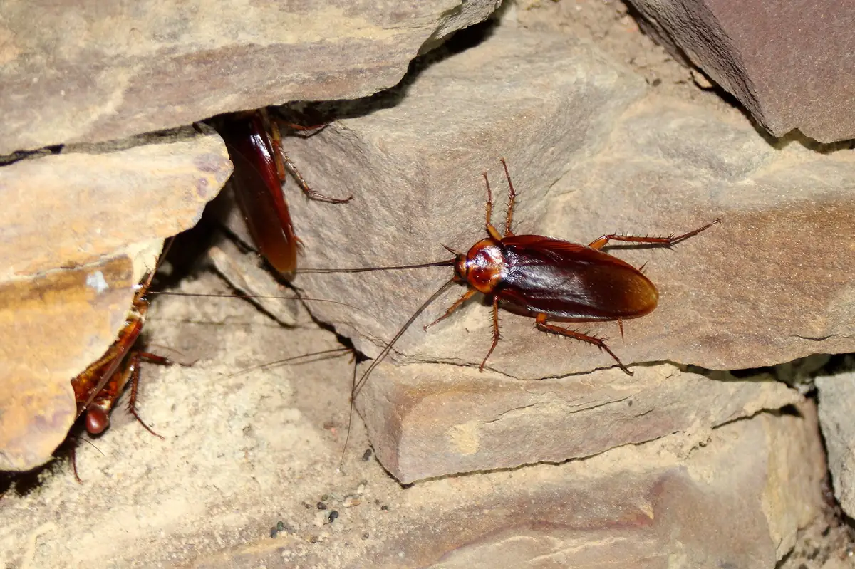 American cockroach on rough rocks outdoors