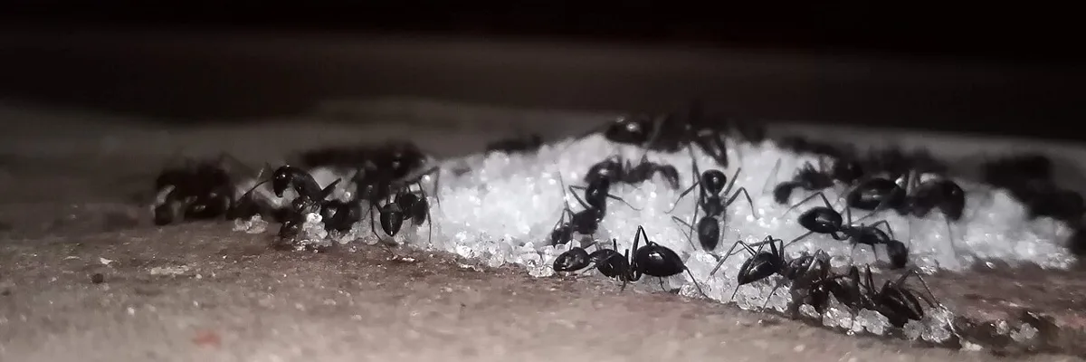 A cluster of black ants crowded around a small pile of white sugar crystals on a stone surface at night