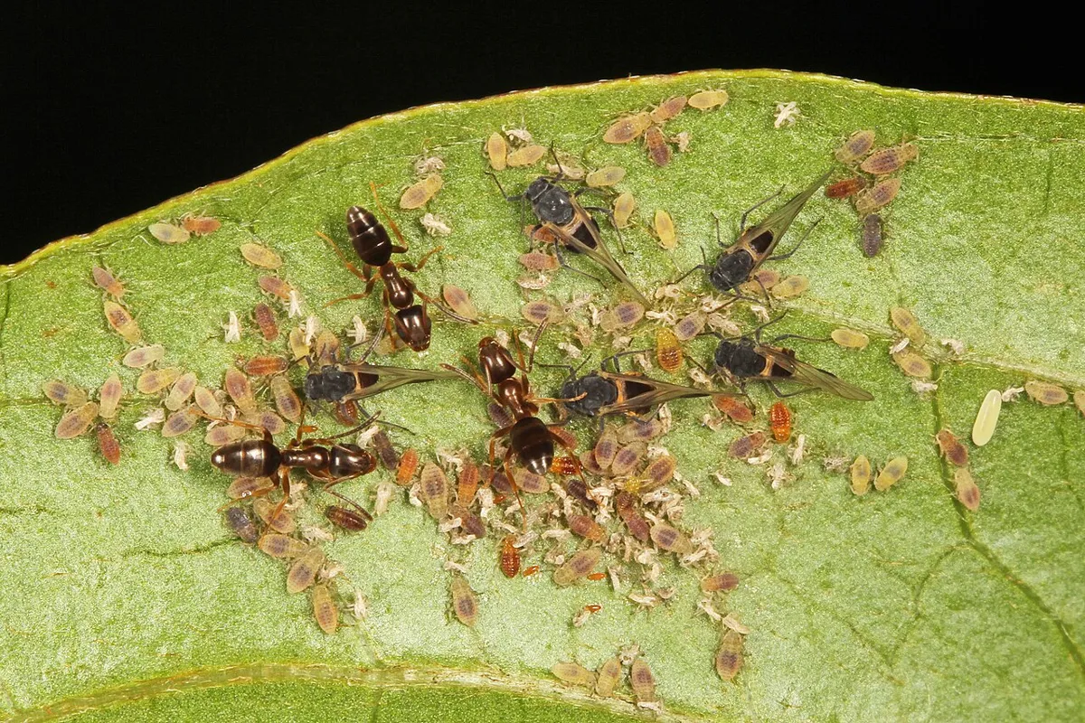 Dark brown odorous house ants walking among pale aphids on the underside of a green leaf