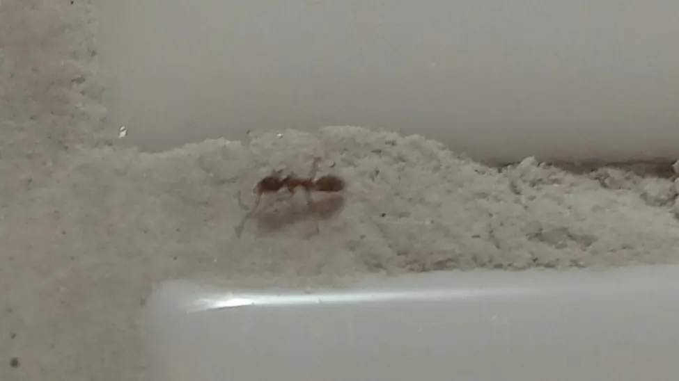 A single small reddish brown ant walking along the grout line between white bathroom wall tiles