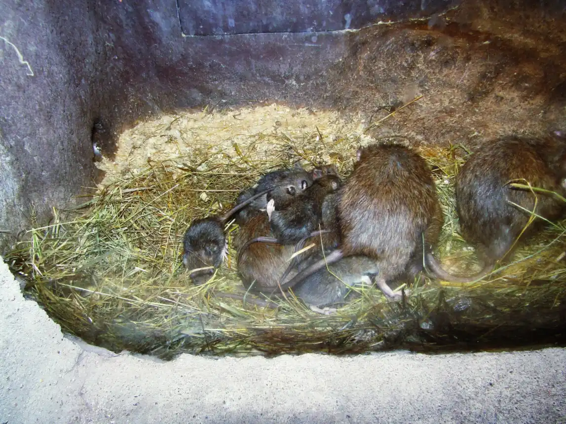Brown rat mother with several young rats