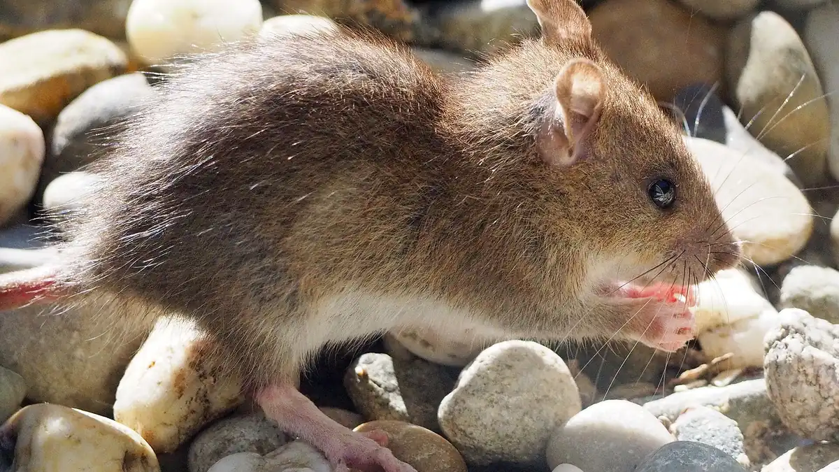 Brown (Norway) rat with a blunt nose and small ears on pebbles