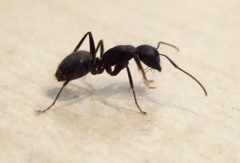 A large black carpenter ant worker standing on a light wooden surface