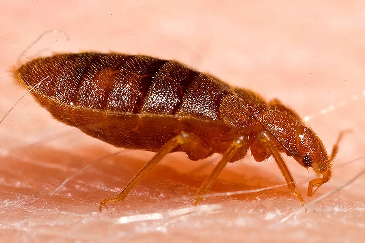 Chinche de cama adulta (Cimex lectularius) de color café rojizo, vista de lado