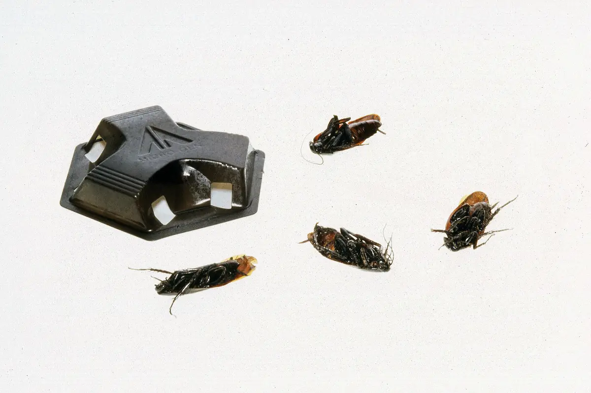 Plastic cockroach bait station with several cockroaches around it