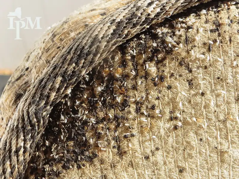 Costura de un colchón con manchas negras de excremento de chinches y huevos blancos