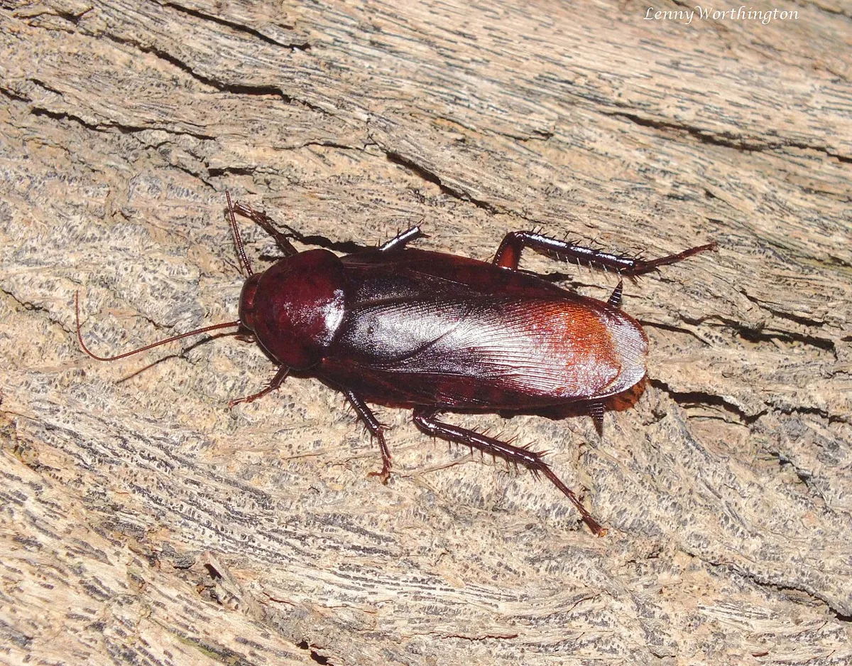 Cucaracha ahumada adulta, de color café oscuro brillante, sobre una corteza