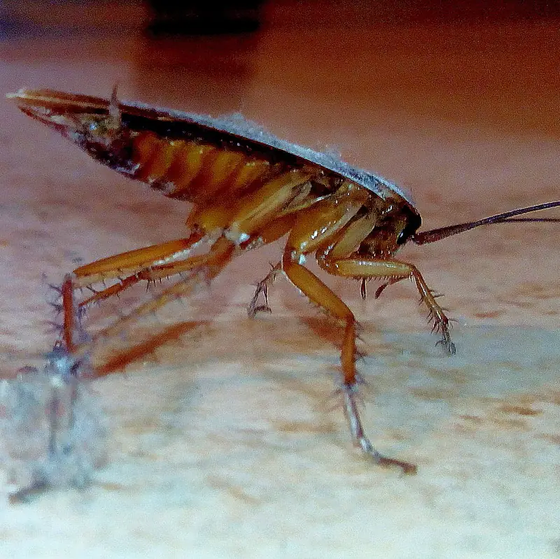 Cucaracha alemana vista de perfil y de cerca, con el cuerpo café anaranjado y las patas con espinas