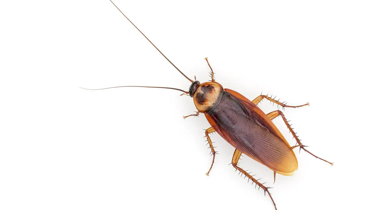 Cucaracha americana adulta de color café rojizo con las alas cerradas sobre fondo blanco