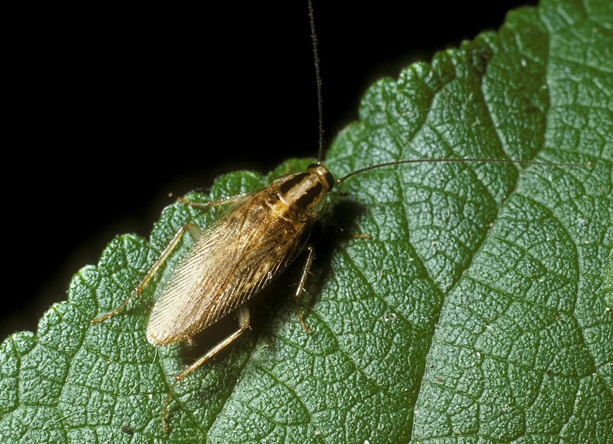 Cucaracha asiática adulta de color café claro con alas largas sobre una hoja verde