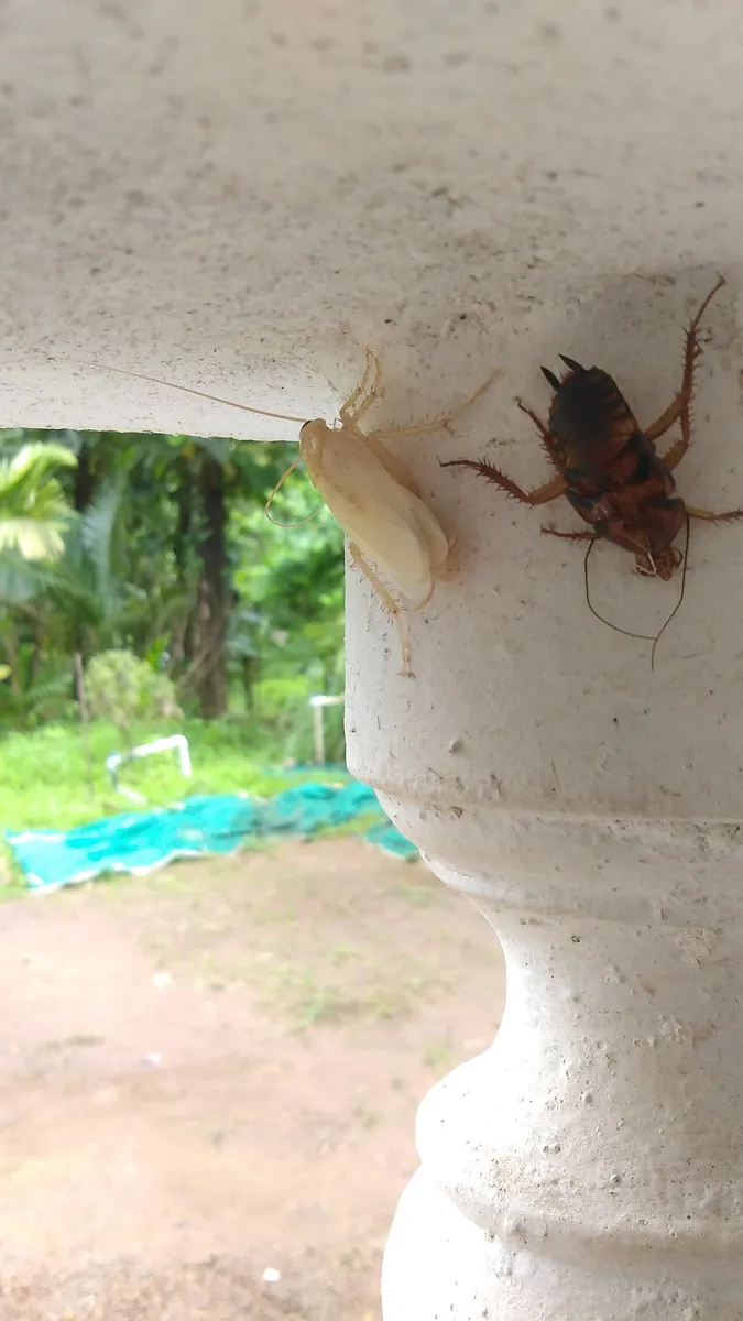 Una cucaracha blanca recién mudada junto a una cucaracha café en una columna de cemento