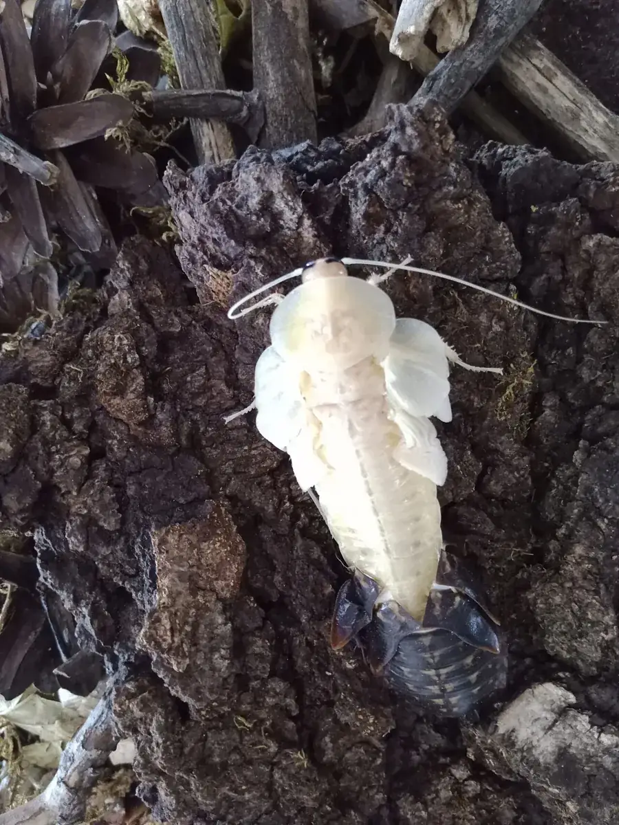 Cucaracha blanca recién mudada sobre una corteza, junto a su piel vieja de color oscuro