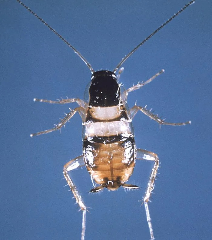 Ninfa de cucaracha de bandas cafés vista desde arriba, con bandas claras sobre el cuerpo oscuro, sobre fondo azul