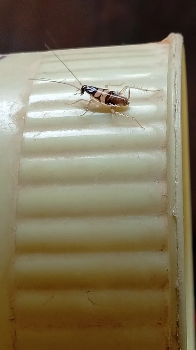 Ninfa de cucaracha de bandas cafés, con dos bandas claras en el cuerpo, caminando sobre un recipiente de plástico