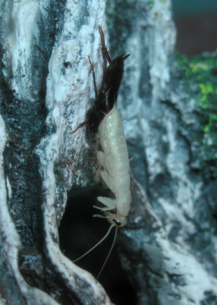 Cucaracha oriental en plena muda, de color blanco, saliendo de su piel vieja oscura en un terrario