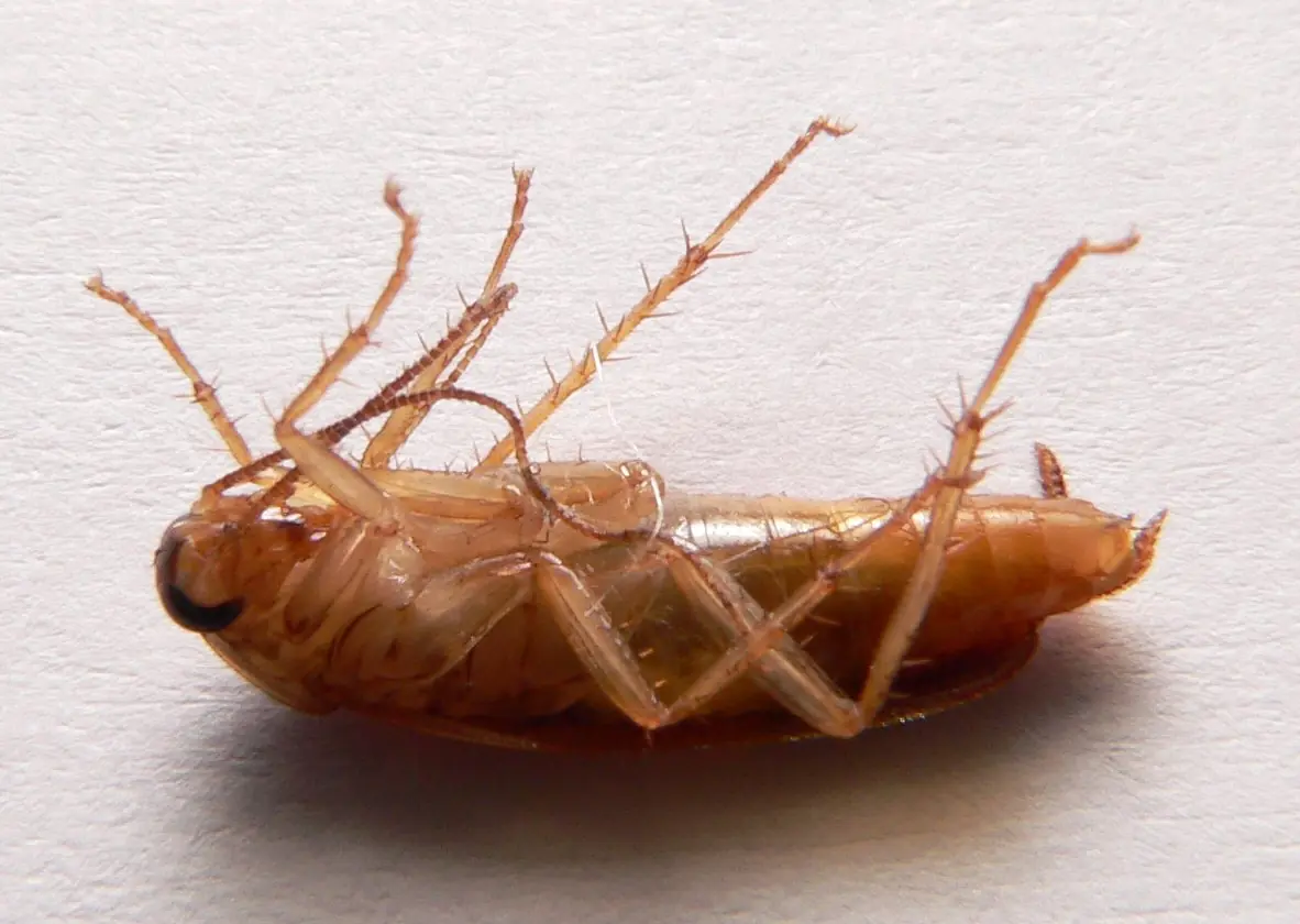 German cockroach lying on its back with its legs curled
