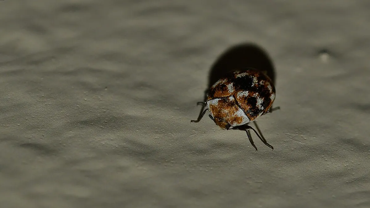 Escarabajo de alfombra variado, redondo y con manchas blancas, cafés y negras