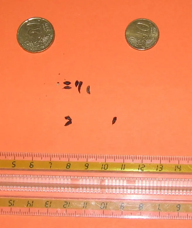 Excremento de ratón doméstico junto a una regla y monedas para mostrar su tamaño