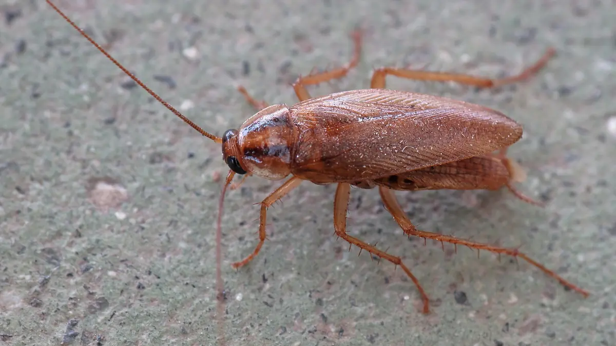 Adult German cockroach, light brown with two dark stripes behind the head, on a gray surface