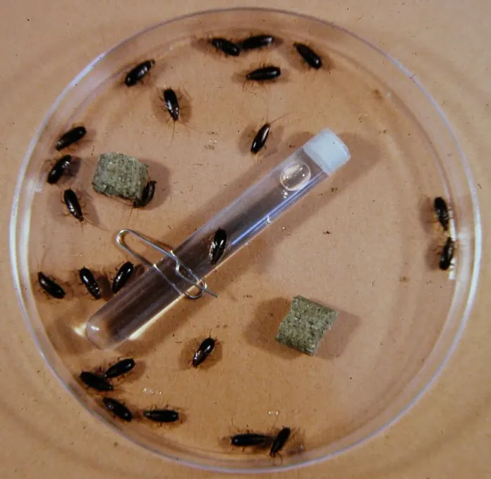 Dozens of German cockroach nymphs in a lab dish with food and a water vial
