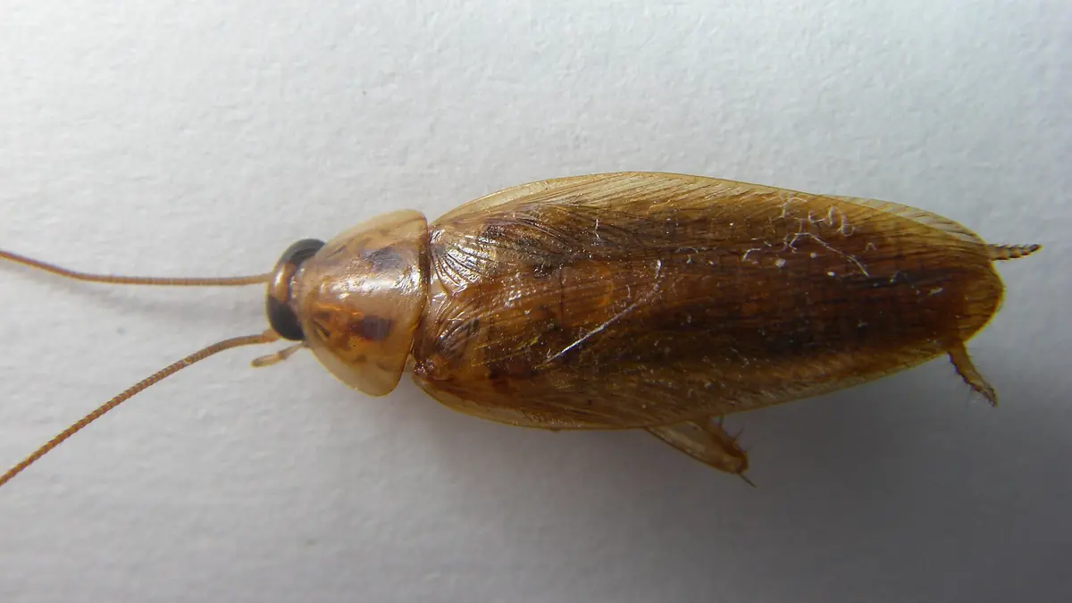 German cockroach seen from above on a pale surface