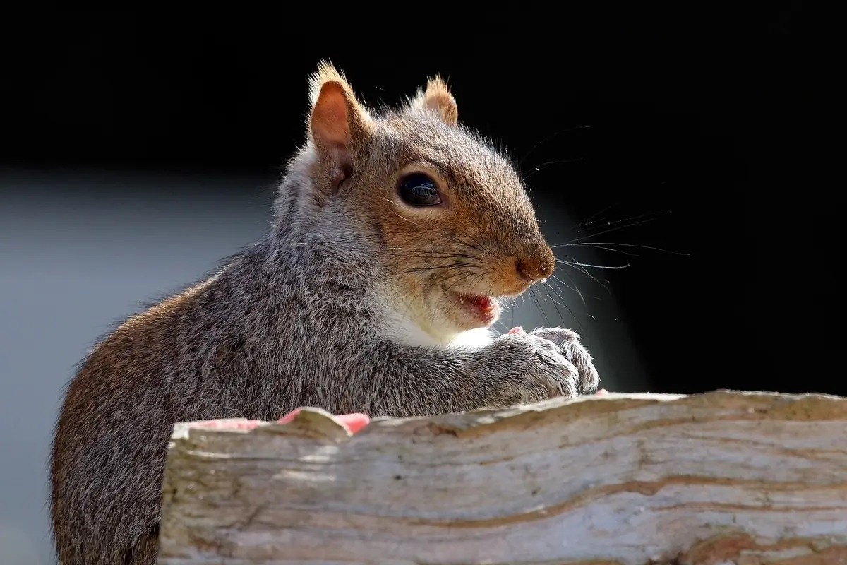 Eastern gray squirrel with a bushy tail