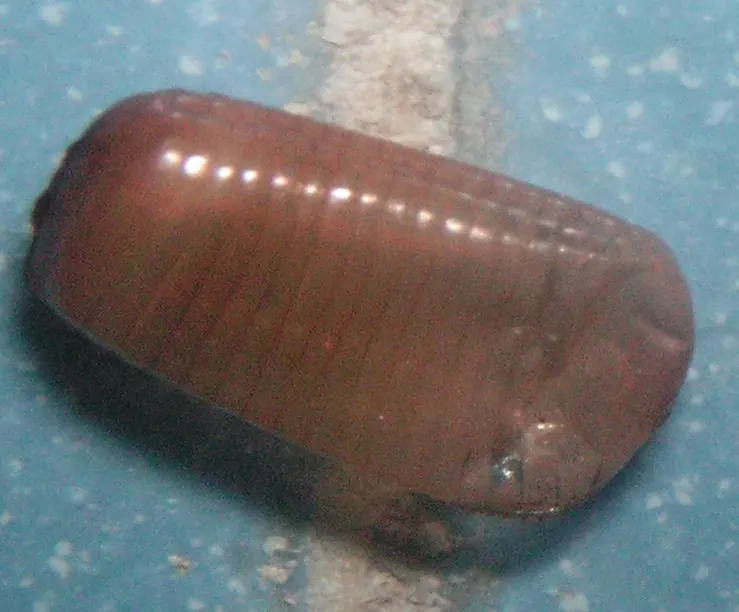 Empty, hatched German cockroach egg case stuck to a bathroom tile