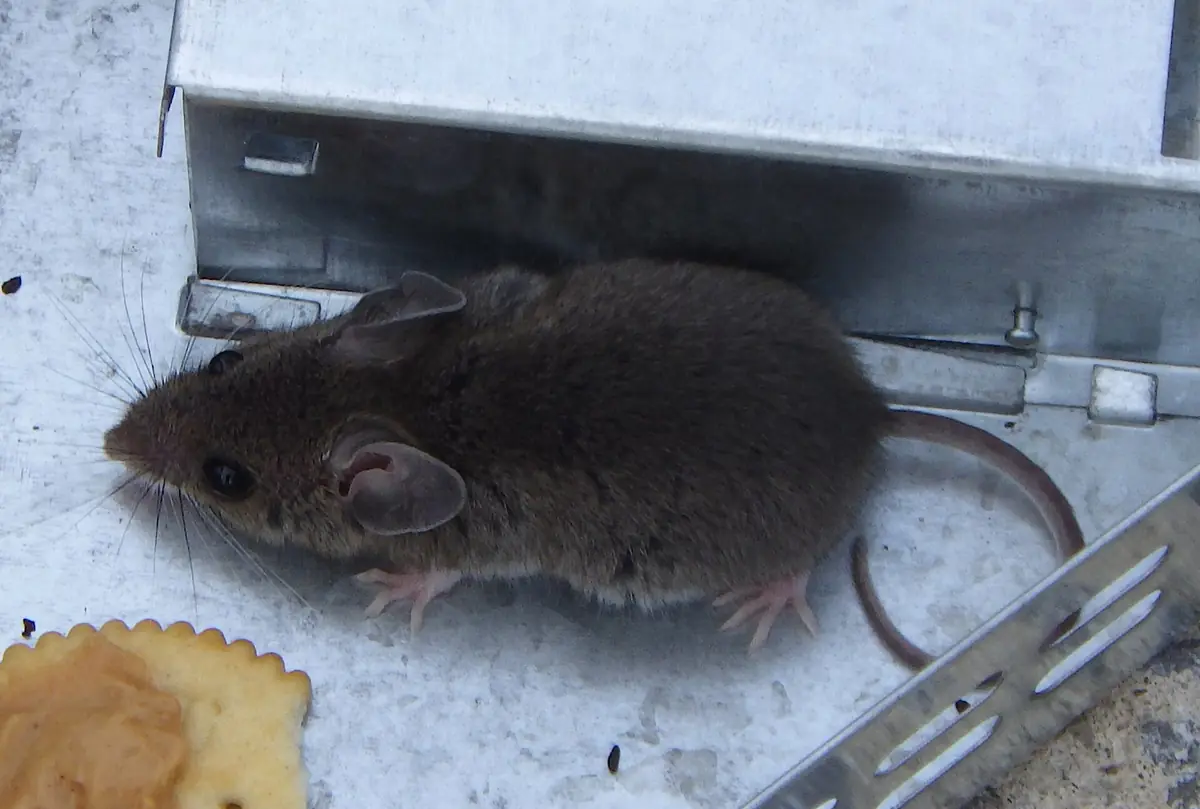 Gray house mouse with large ears and a long thin tail