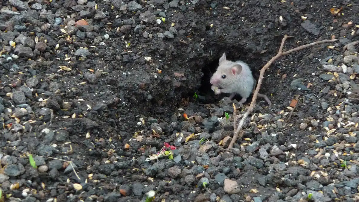 House mouse peeking out of a hole in the ground