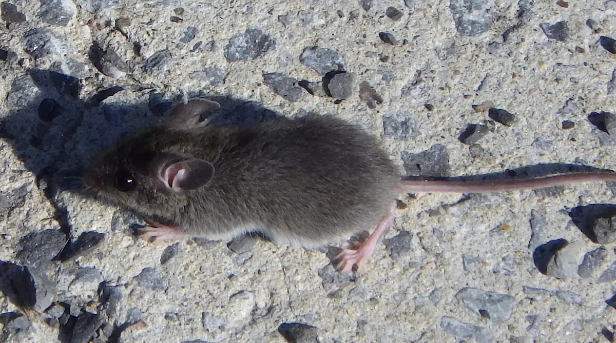 Gray house mouse on a floor