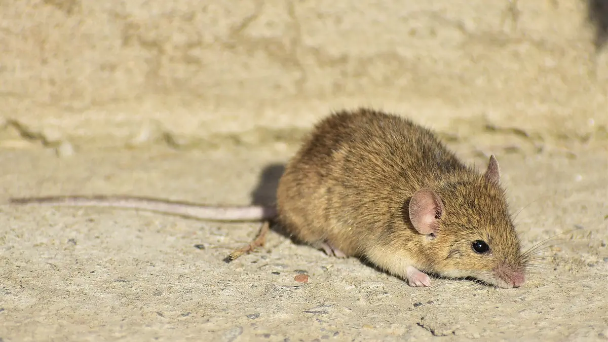 Brown house mouse on sandy ground