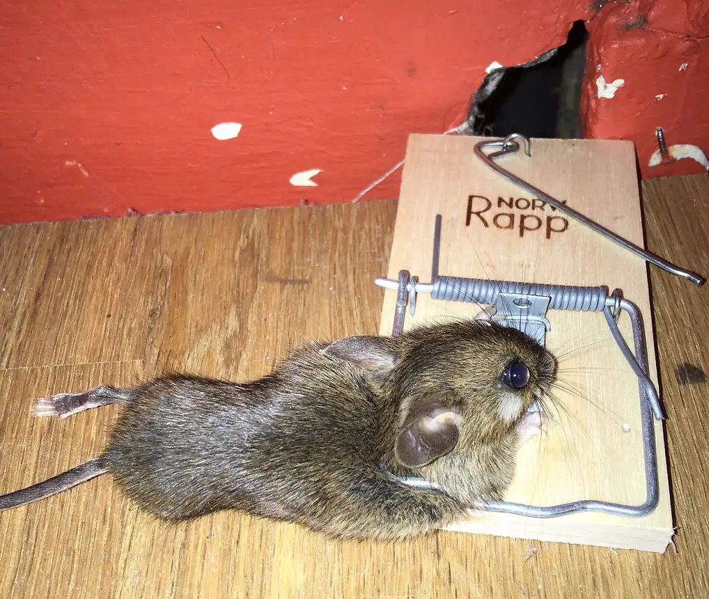 House mouse caught in a snap trap placed along a wall