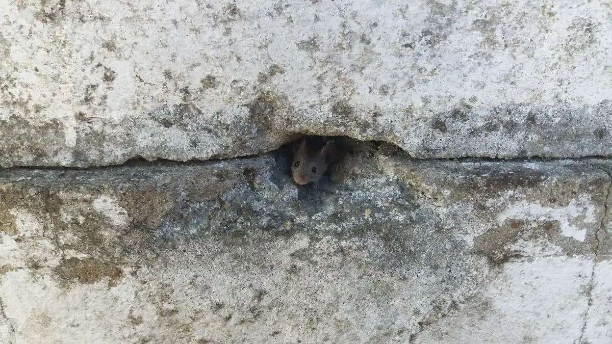 Small mouse-sized hole at the bottom of a wall