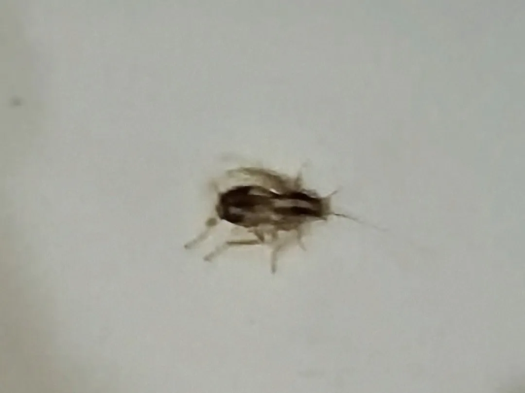 Ninfa pequeña de cucaracha alemana, café oscuro con rayas claras, sobre una pared blanca dentro de una casa
