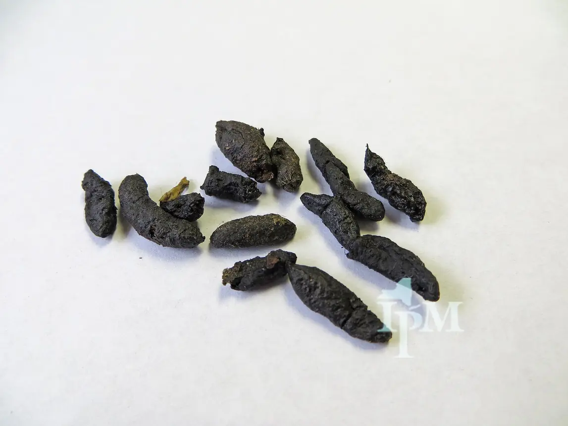 Pile of dark Norway rat droppings with blunt ends next to each other