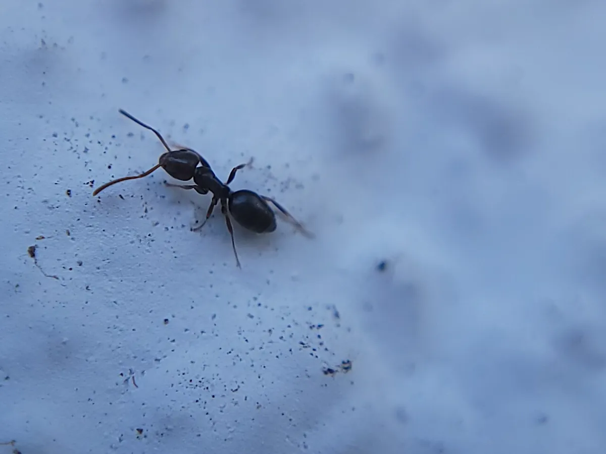 A small dark odorous house ant worker walking on a pale speckled surface