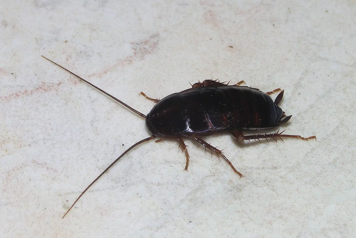 Glossy black-brown oriental cockroach on a white background