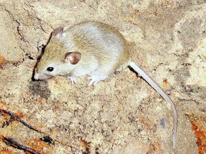 House mouse on dry, cracked ground