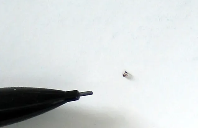 A single tiny Pharaoh ant on a sheet of white paper next to the tip of a mechanical pencil